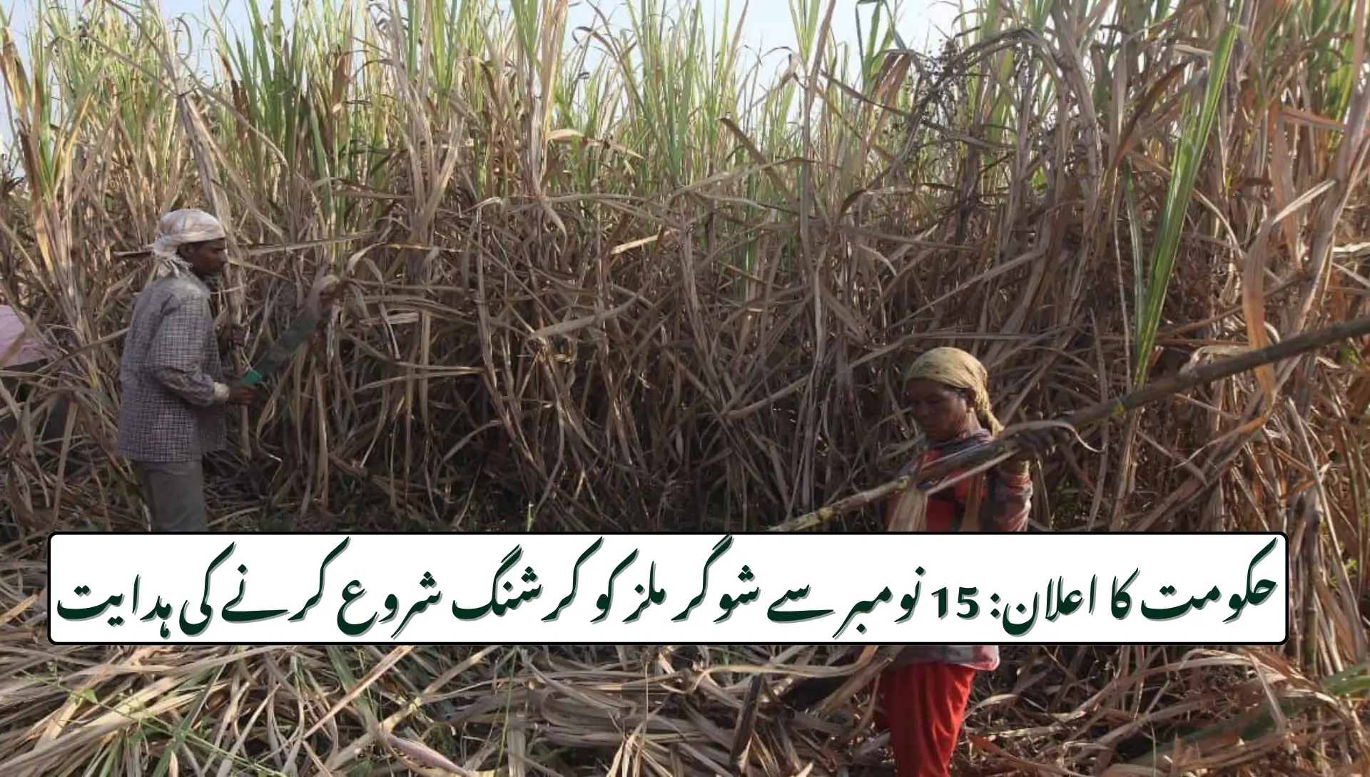 Govt Confirms Sugarcane Crushing Season to Begin